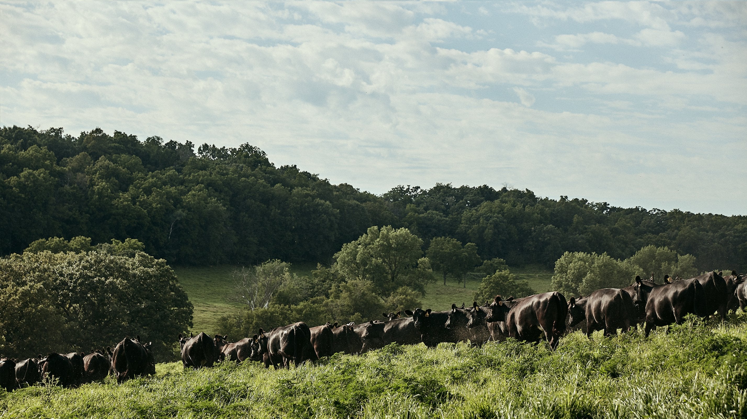 cows grazing