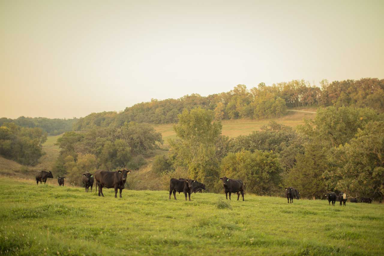 Cows grazing on fields