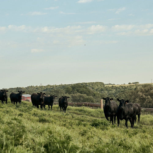 A Glimpse Into The History of American Wagyu