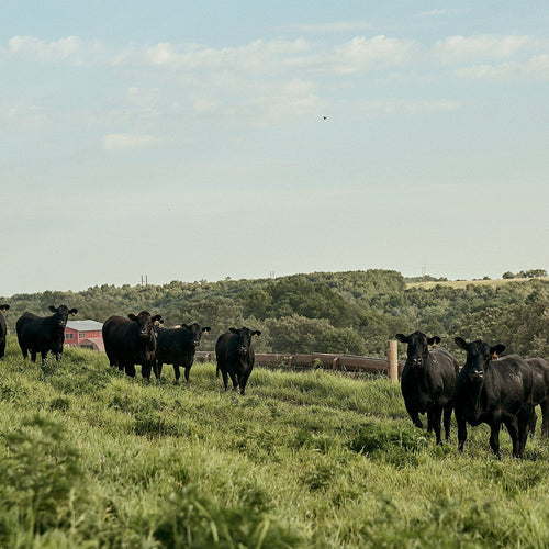 Grass-Fed Beef: What, Why and How