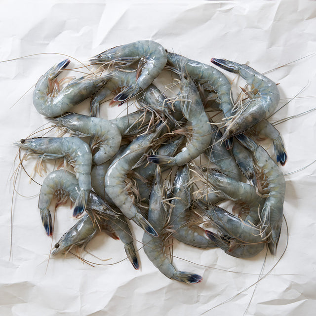New Caledonia Blue Prawns on parchment paper. Head On prawns with sheer blue coloring. 