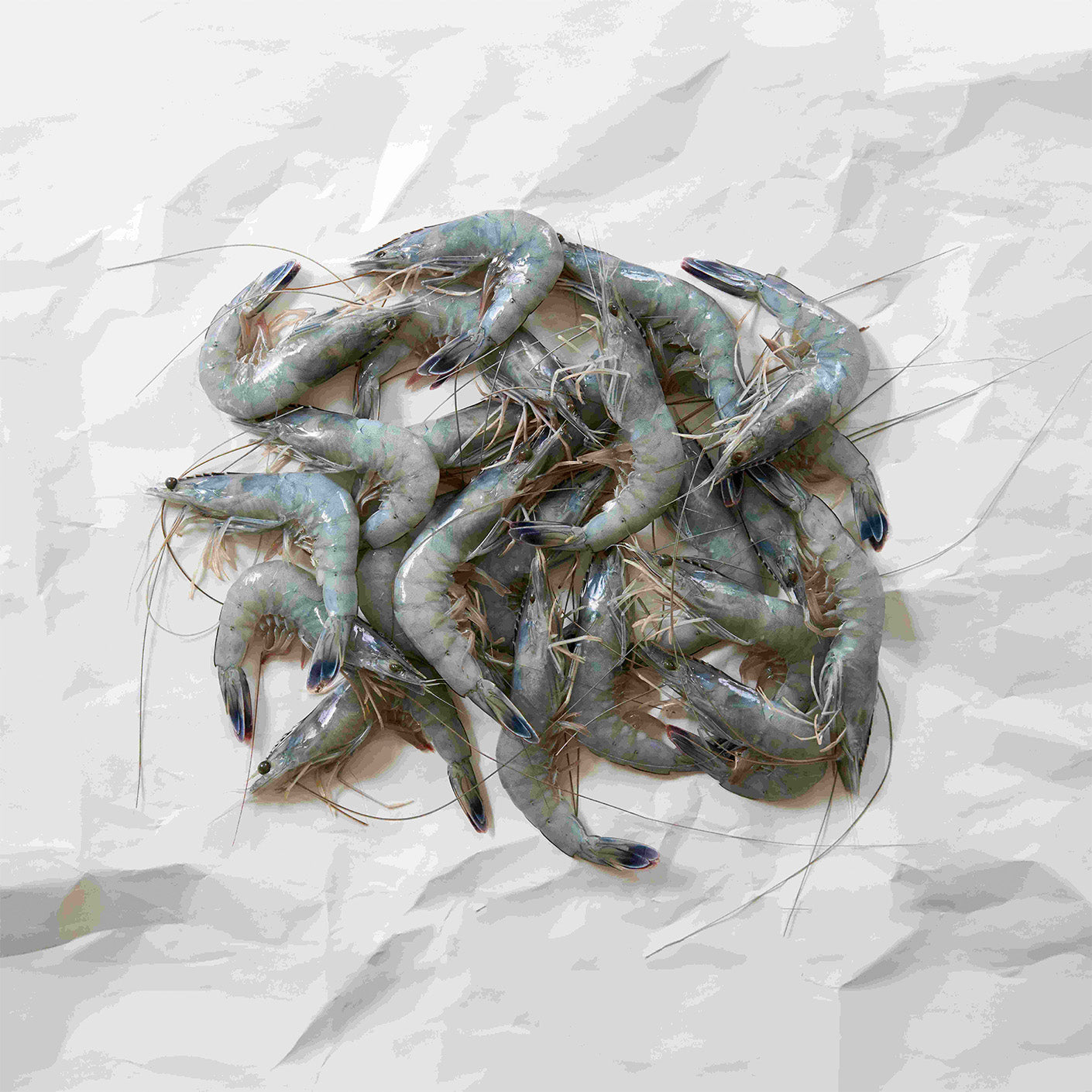 New Caledonia Blue Prawns