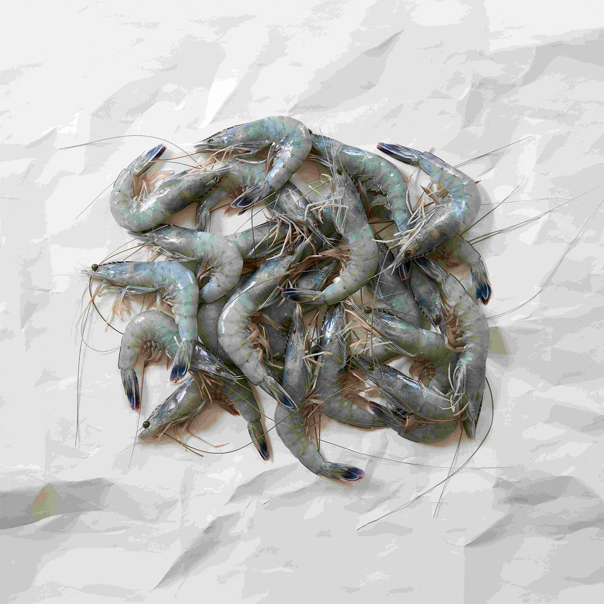 Caledonia blue prawns on parchment paper 