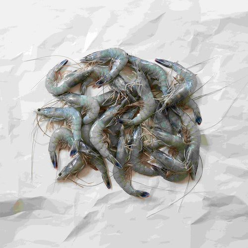 Caledonia blue prawns on parchment paper 