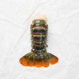 Lobster Tail Market House