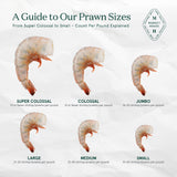 Chart explaining prawn sizes with labeled images and text on a white background.
